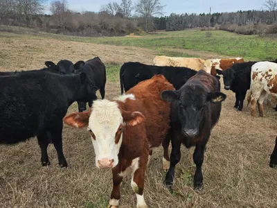 cattle listing photo