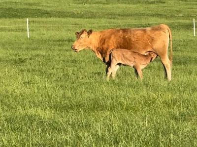 cattle listing photo
