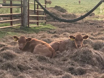 cattle listing photo