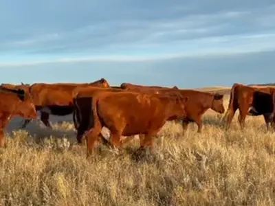 cattle listing photo