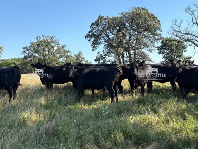 cattle listing photo
