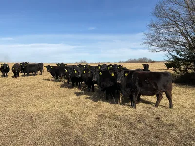 cattle listing photo