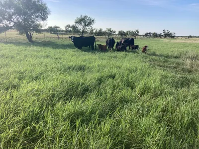cattle listing photo