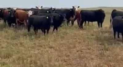 cattle listing photo