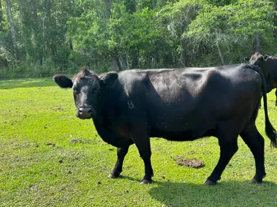 cattle listing photo