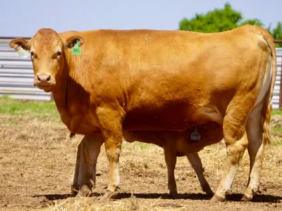 cattle listing photo