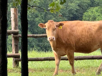 cattle listing photo