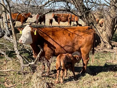 cattle listing photo