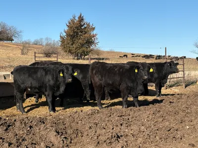 cattle listing photo