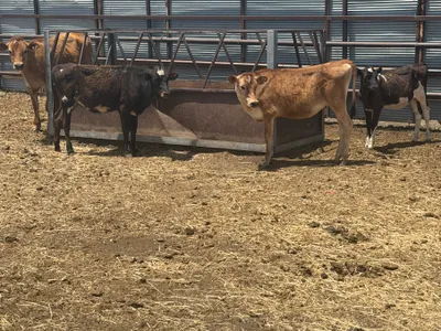 cattle listing photo
