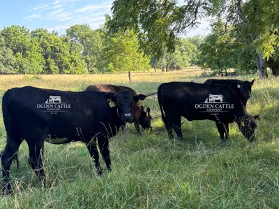 cattle listing photo