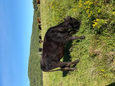 cattle listing photo