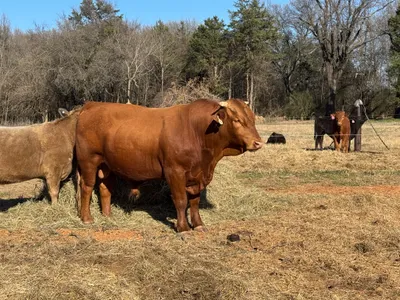 cattle listing photo