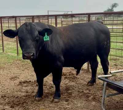 cattle listing photo