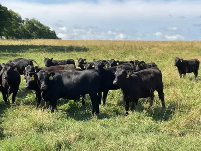 cattle listing photo