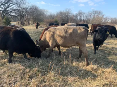 cattle listing photo