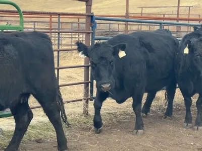 cattle listing photo