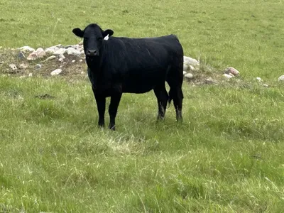 cattle listing photo