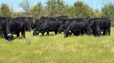 cattle listing photo