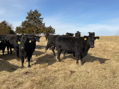 cattle listing photo