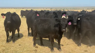 cattle listing photo