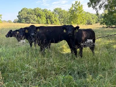 cattle listing photo
