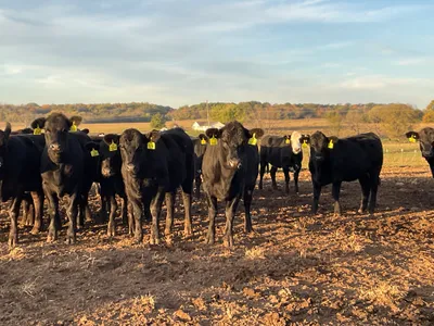 cattle listing photo