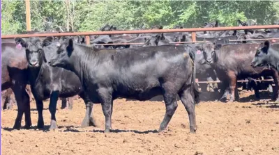 cattle listing photo