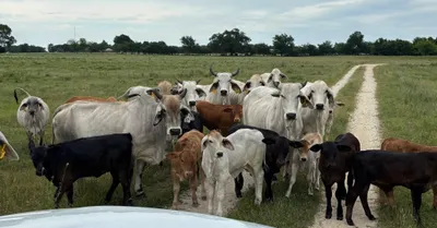 cattle listing photo