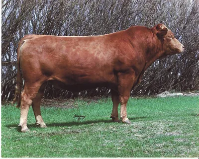 cattle listing photo