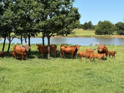 cattle listing photo