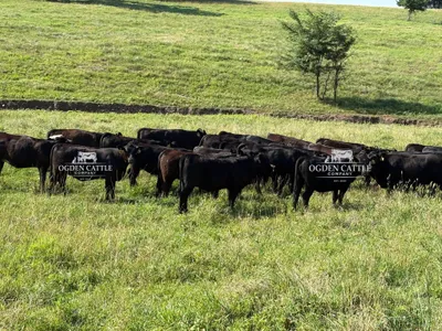 cattle listing photo