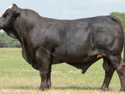 cattle listing photo