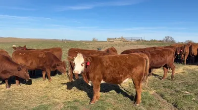 cattle listing photo