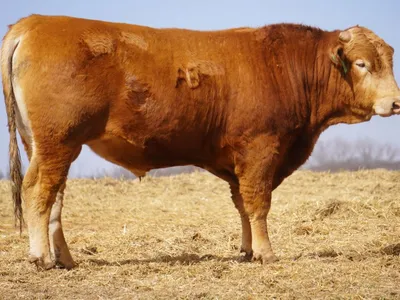 cattle listing photo