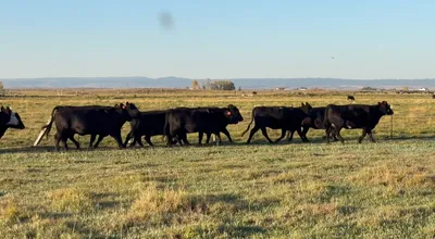 cattle listing photo