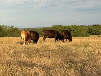 cattle listing photo