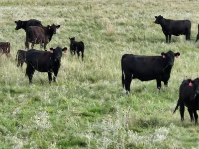 cattle listing photo