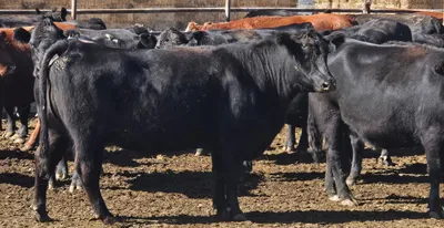 cattle listing photo