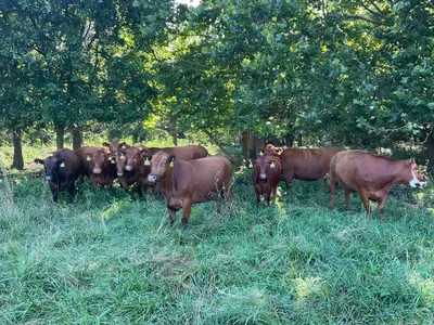 cattle listing photo