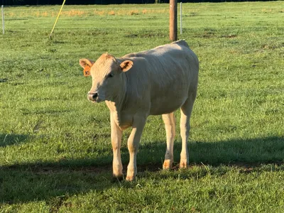cattle listing photo