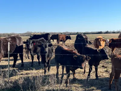 cattle listing photo
