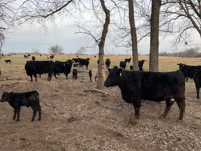 cattle listing photo