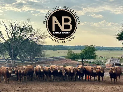 cattle listing photo
