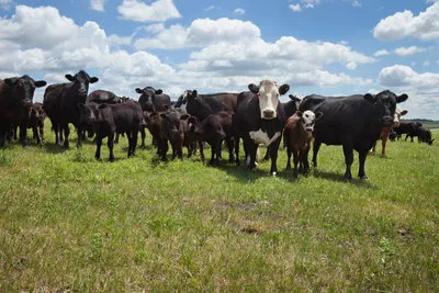 cattle listing photo