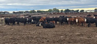 cattle listing photo