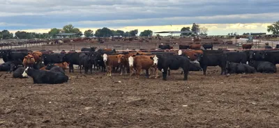 cattle listing photo