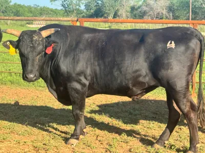 cattle listing photo