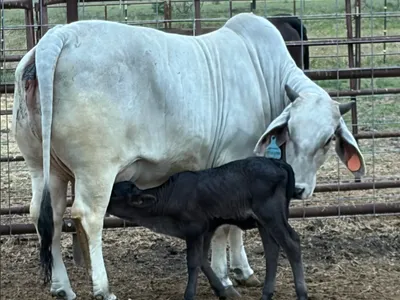 cattle listing photo