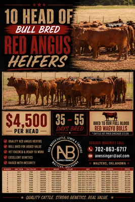 cattle listing photo